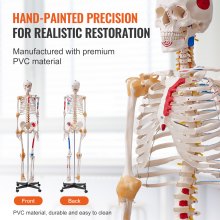 VEVOR mänskligt skelettmodell för anatomi, 71,65" naturlig storlek, exakt PVC-anatomisk skelettmodell med ligament, rörliga armar, ben och käke, med muskelursprung och insättningspunkter, för professionell undervisning