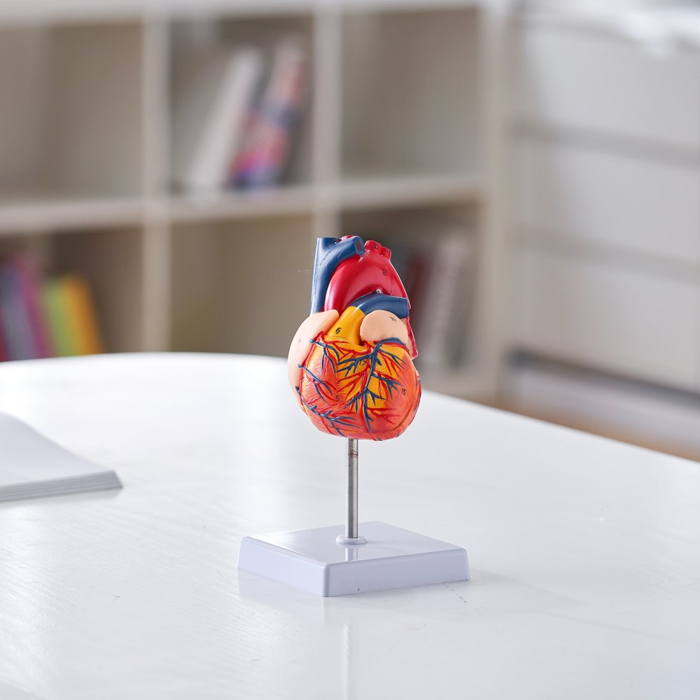 VEVOR human heart model on a white stand, placed on a table in a bright room with bookshelves in the background.