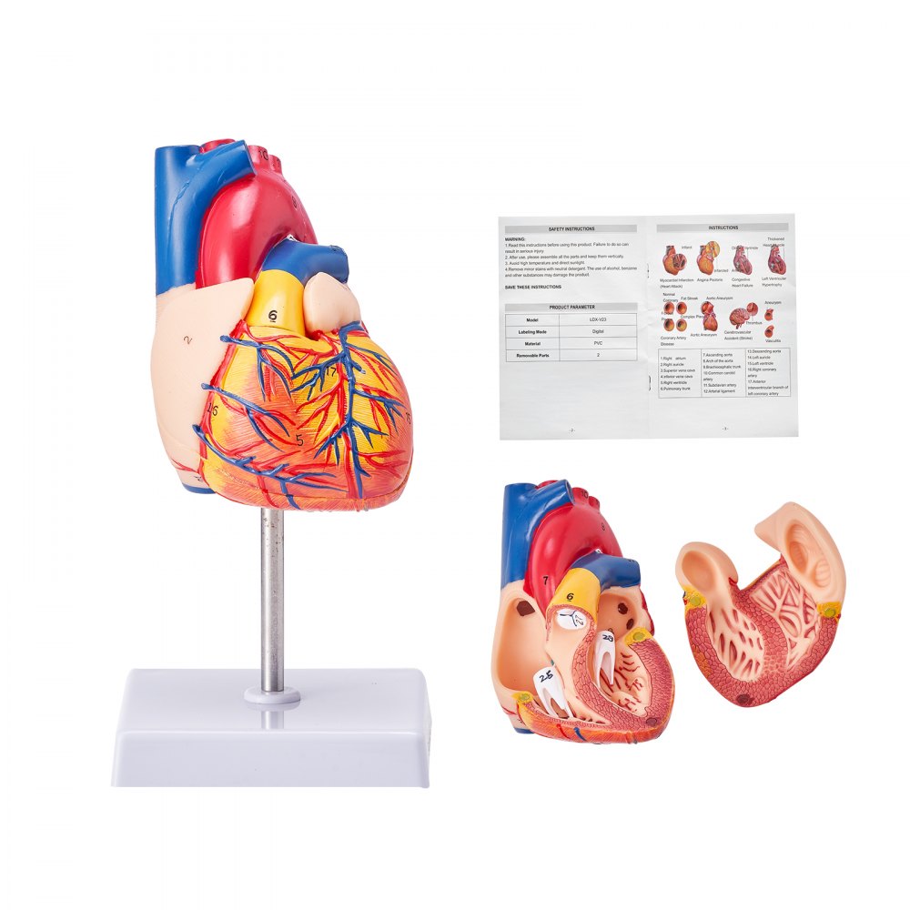 Model de inimă umană VEVOR, dimensiune naturală 1:1 în 2 părți, model de inimă anatomică numerotată anatomic precis, cu structuri corecte din punct de vedere anatomic, design magnetic, ținut împreună pe baza de afișare pentru învățare