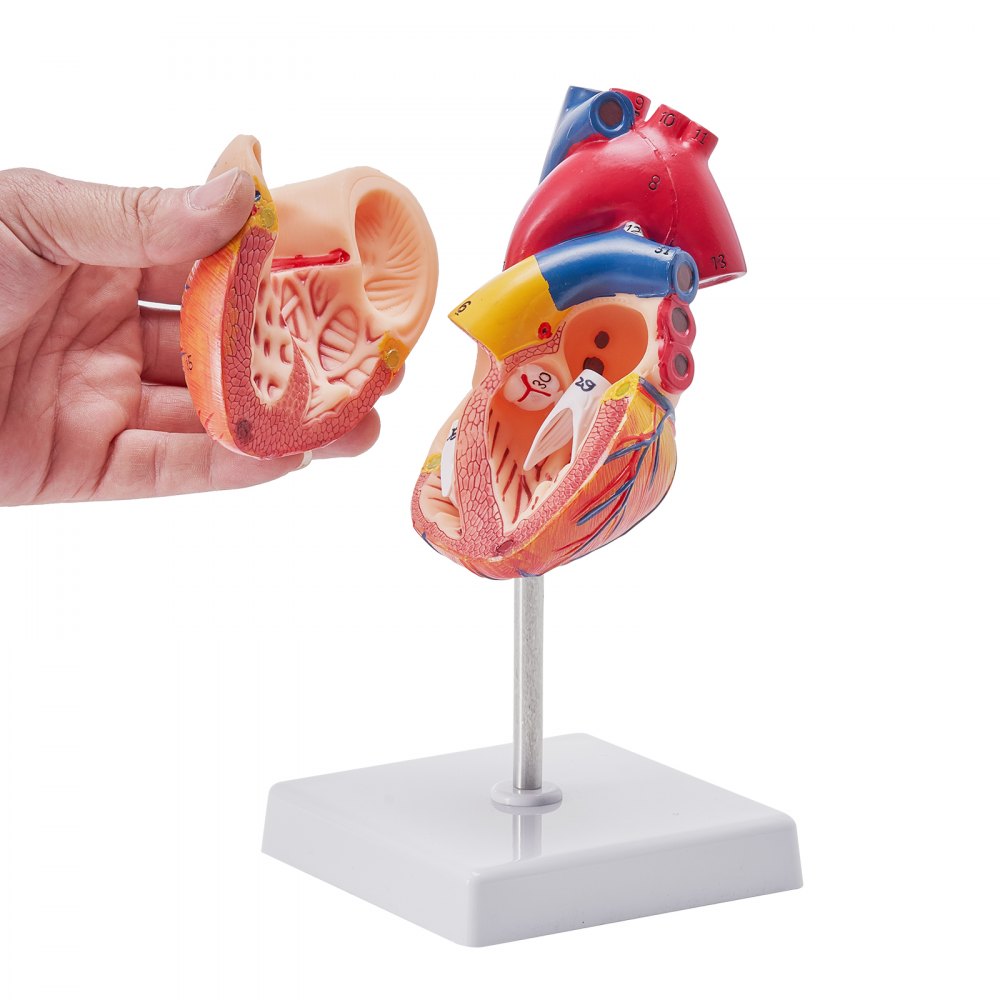 VEVOR human heart model dissected in hand, showing detailed internal anatomy, displayed on a stand.