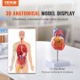 VEVOR Human Heart Model, 2-Part 1:1 Life Size, Anatomically Accurate Numbered Anatomical Heart Model with Anatomically Correct Structures, Magnetic Design, Held Together on Display Base for Learning