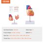 VEVOR Human Heart Model, 2-Part 1:1 Life Size, Anatomically Accurate Numbered Anatomical Heart Model with Anatomically Correct Structures, Magnetic Design, Held Together on Display Base for Learning