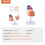 Modelo de coração humano VEVOR, 2 partes 1:1 em tamanho natural, modelo de coração anatômico numerado anatomicamente preciso com estruturas anatomicamente corretas, design magnético, mantidos juntos na base de exibição para aprendizagem