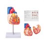 Model ľudského srdca VEVOR, 2-dielna životná veľkosť 1:1, anatomicky presný očíslovaný anatomický model srdca s anatomicky správnymi štruktúrami, magnetický dizajn, držaný spolu na základni displeja na učenie