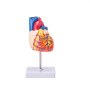 VEVOR human heart model displaying colorful, detailed anatomy on a stand, ideal for educational purposes.