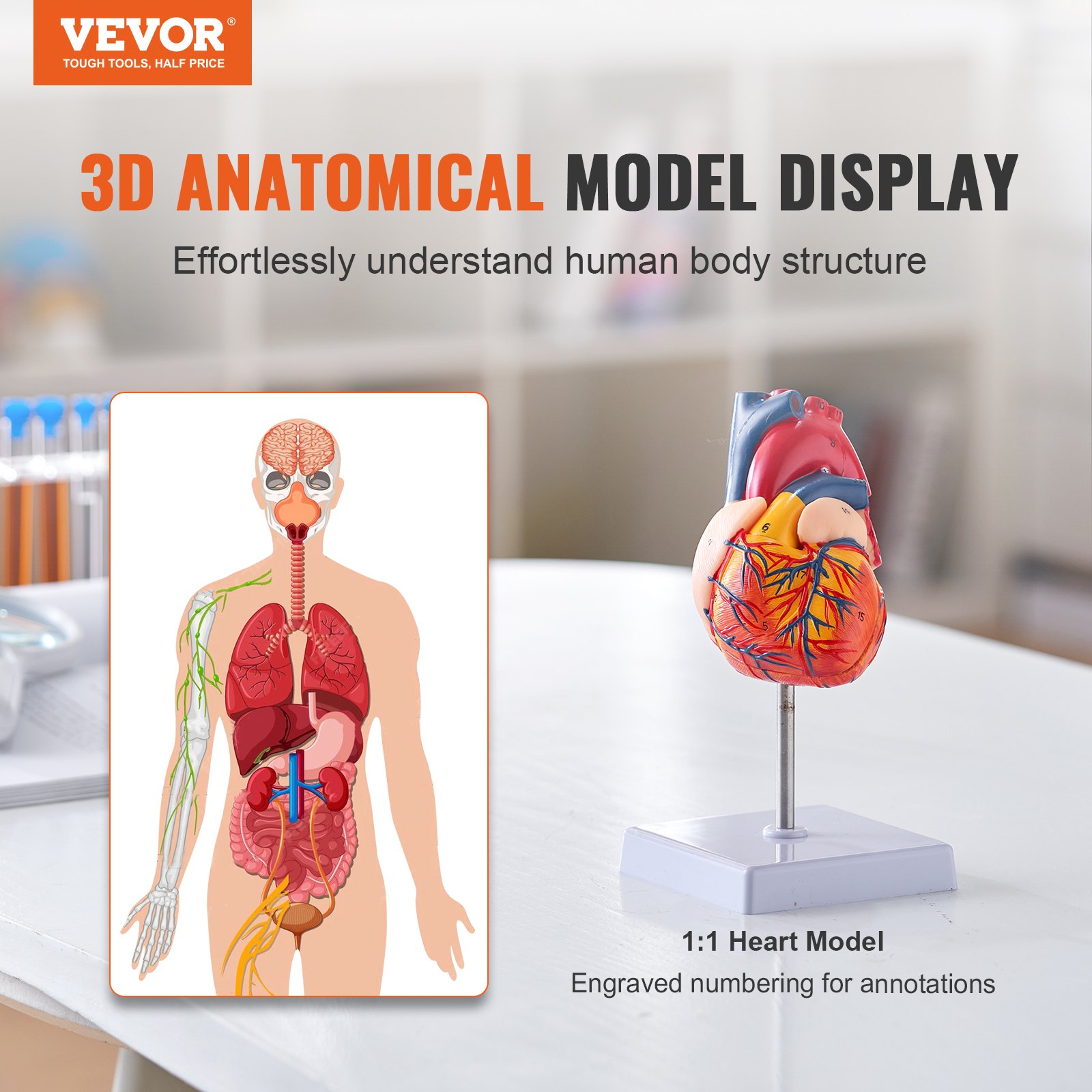 3d anatomical human heart model display with detailed human body diagram for educational purposes.
