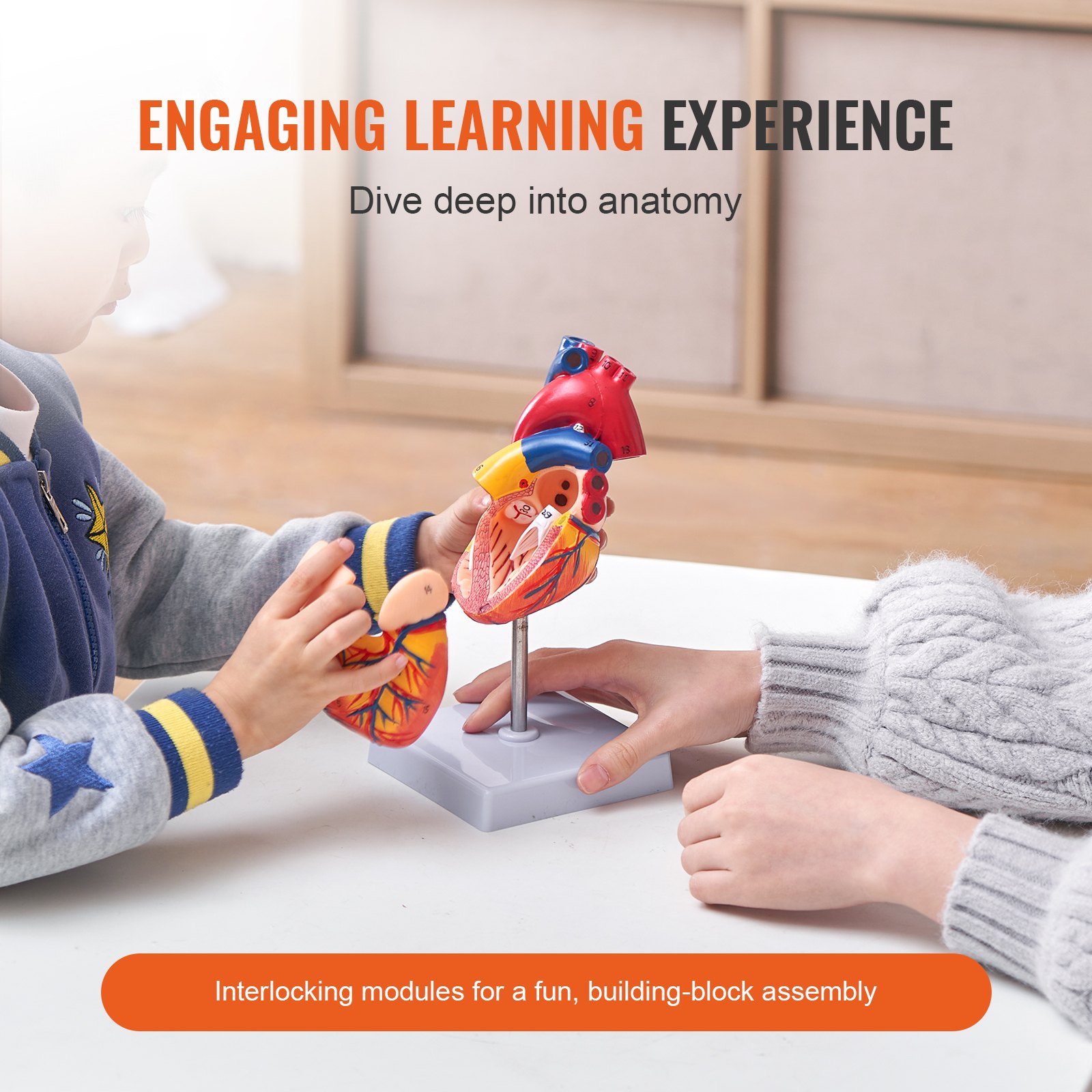 hands assembling a VEVOR human heart model on a stand, illustrating an engaging learning experience.