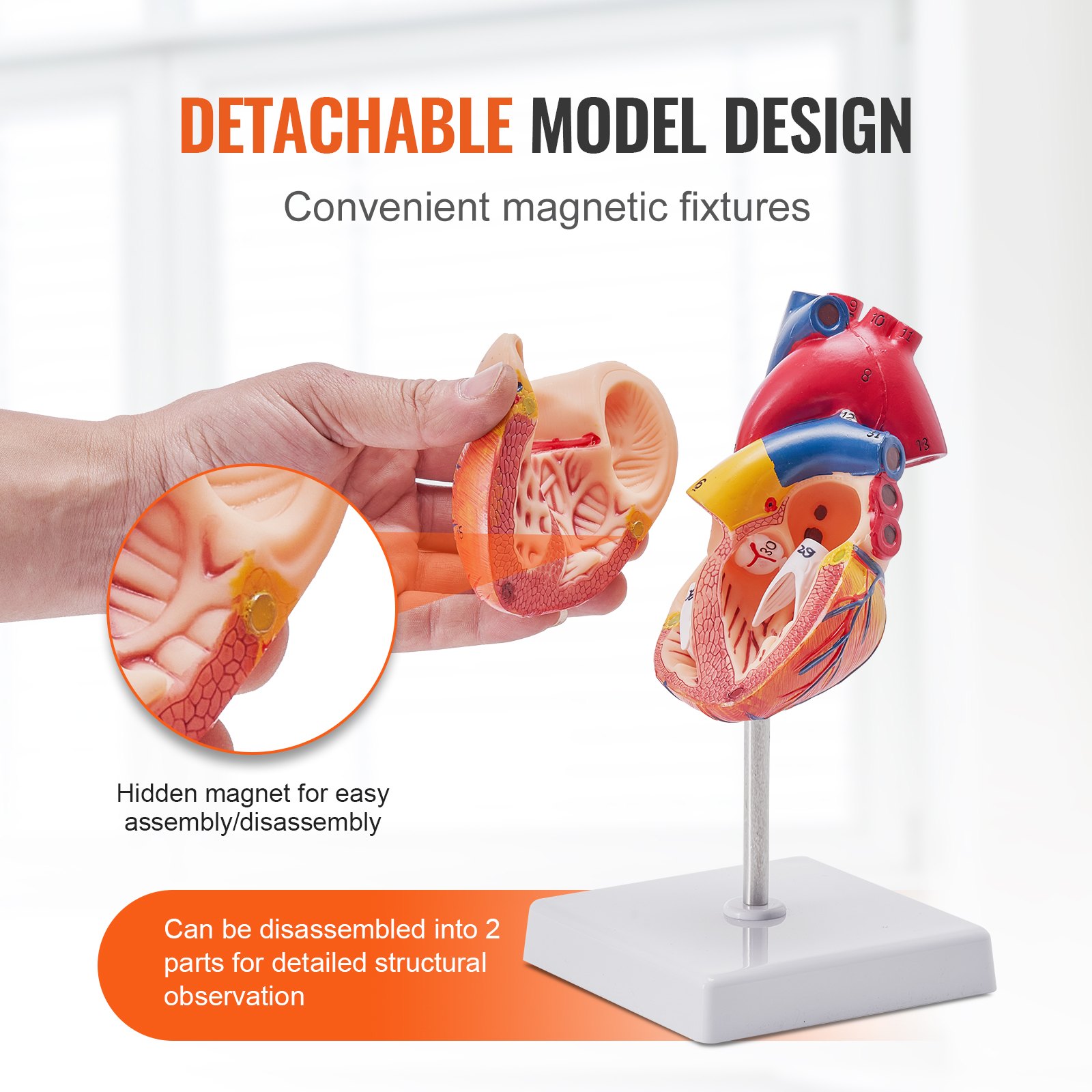 detachable VEVOR human heart model with magnetic fixtures for easy assembly and detailed observation.
