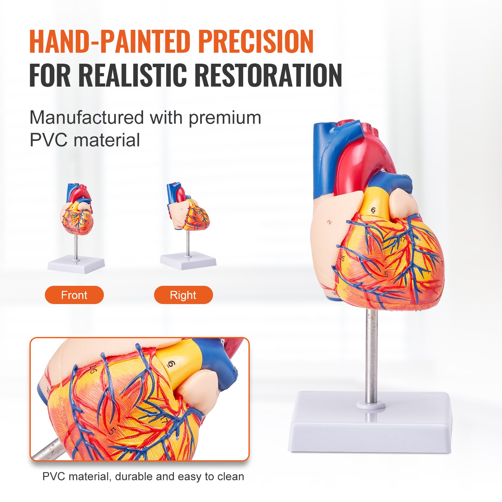 hand-painted VEVOR human heart model on stand, showcasing front and right views. made from pvc material.