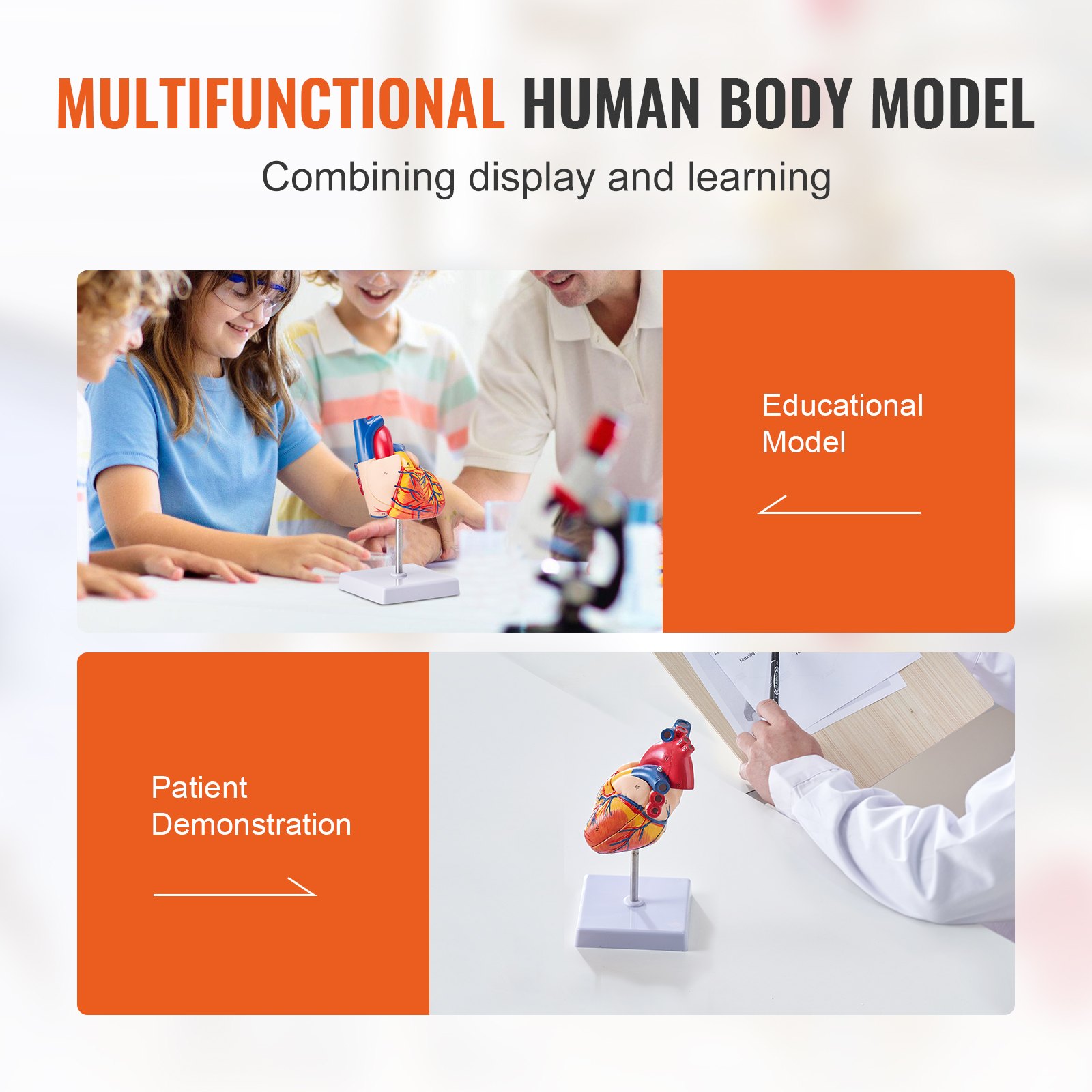 multifunctional human body model for educational use and patient demonstration featuring VEVOR human heart model.