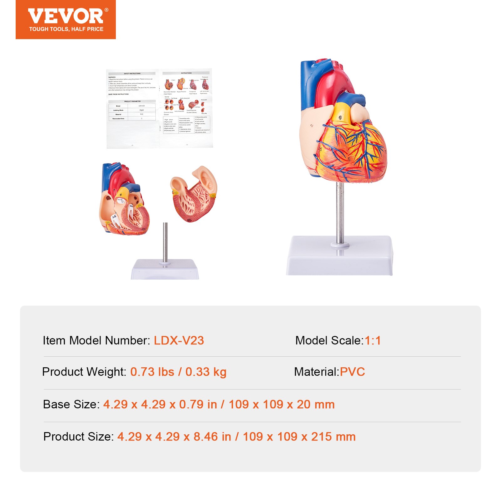 VEVOR human heart model with size details, instructional booklet, and stand. realistic anatomical design.