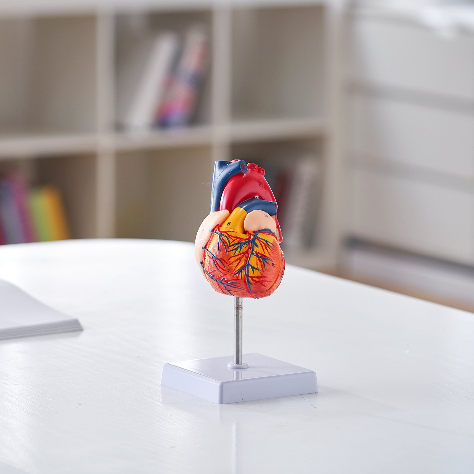 VEVOR human heart model on a white stand, placed on a table in a bright room with bookshelves in the background.