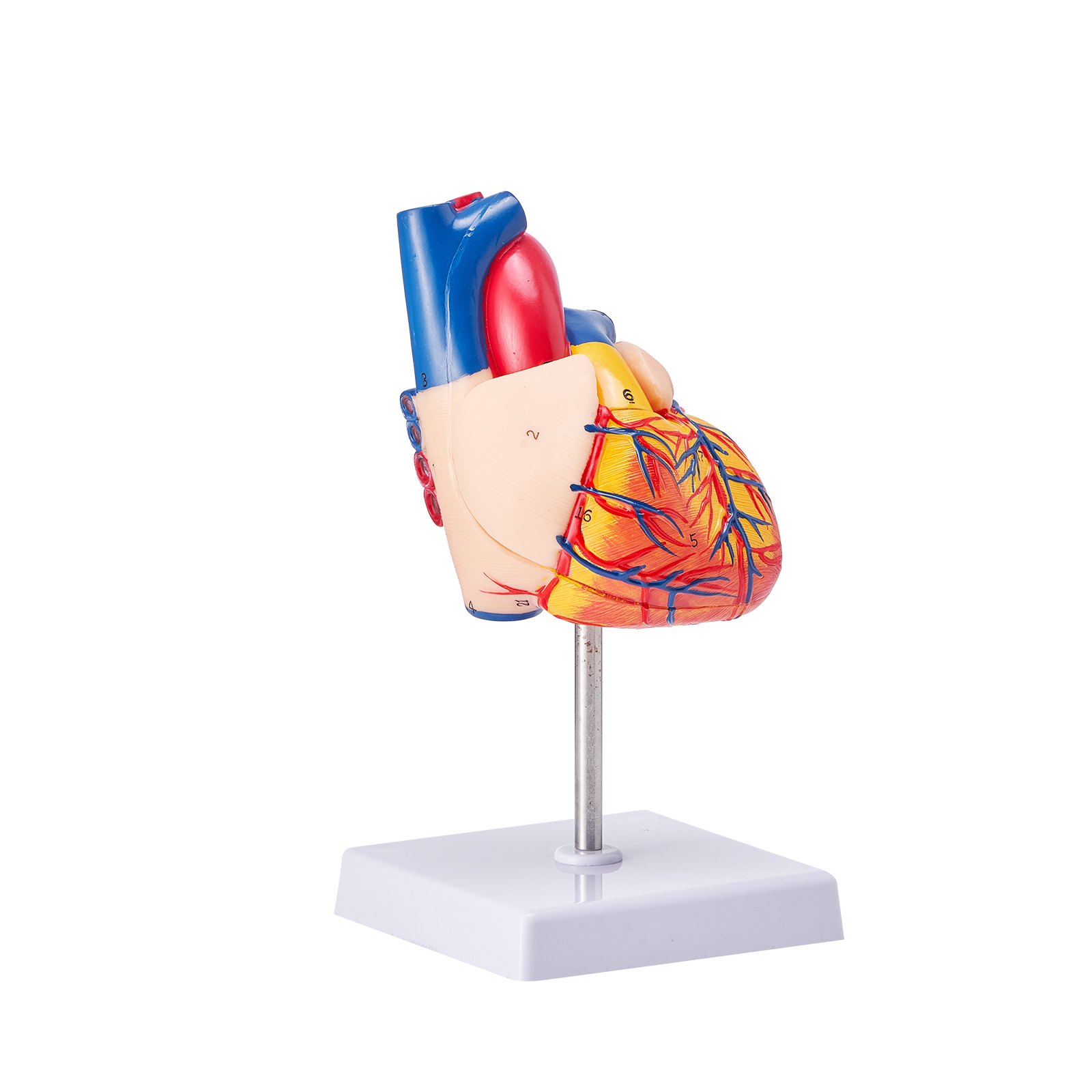 VEVOR human heart model displaying detailed anatomy on a stand, highlighting veins and arteries.