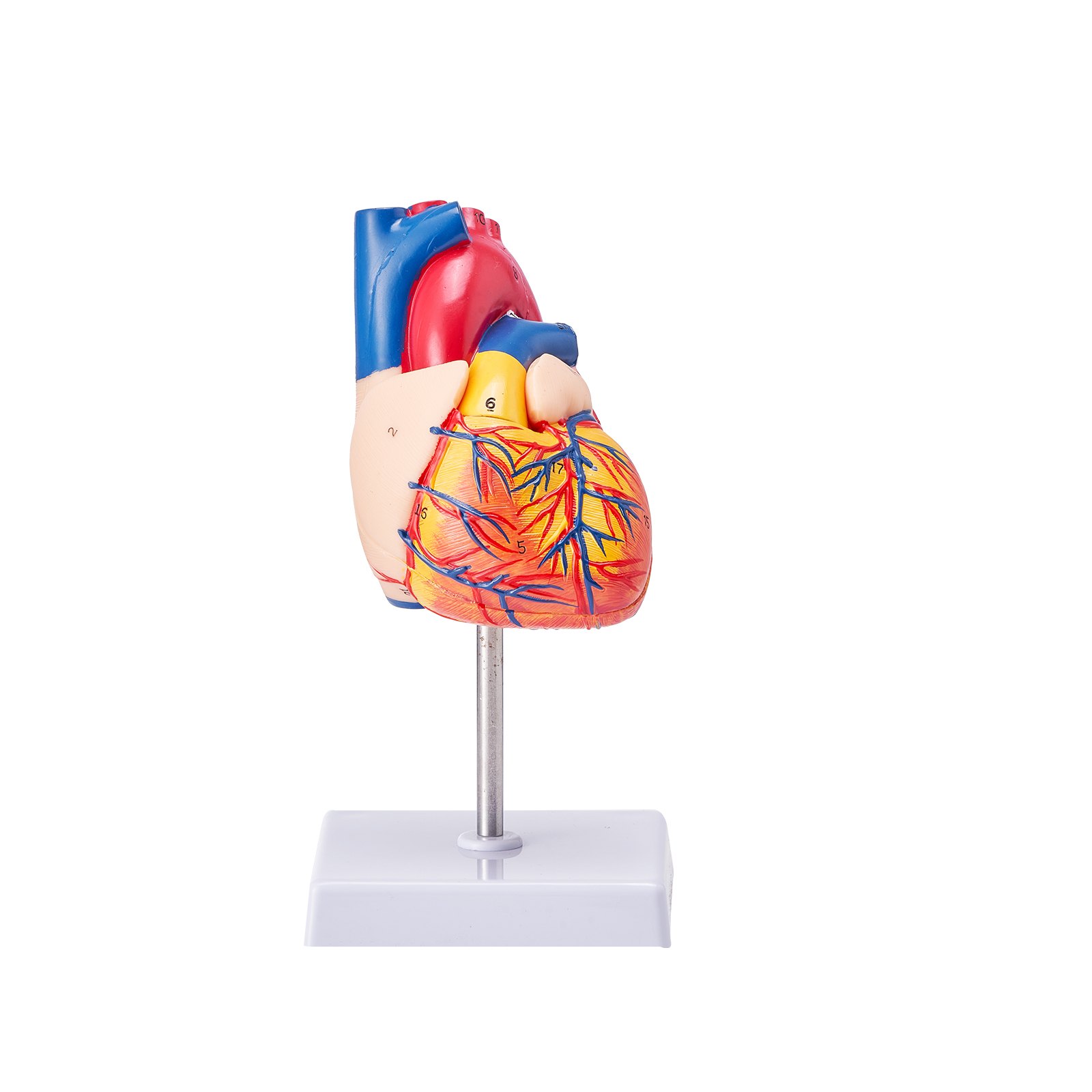 VEVOR human heart model displaying colorful, detailed anatomy on a stand, ideal for educational purposes.