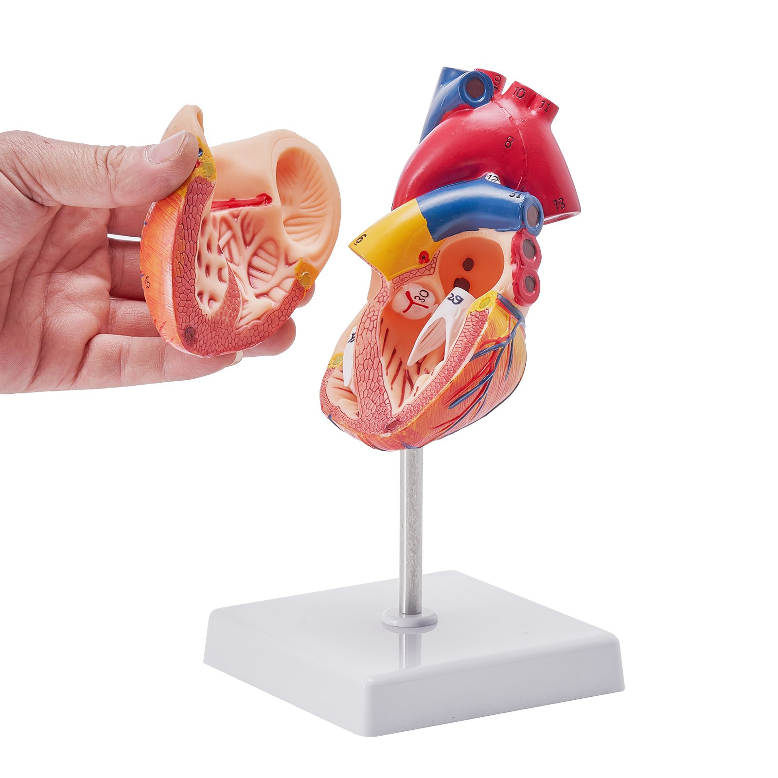 VEVOR human heart model dissected in hand, showing detailed internal anatomy, displayed on a stand.