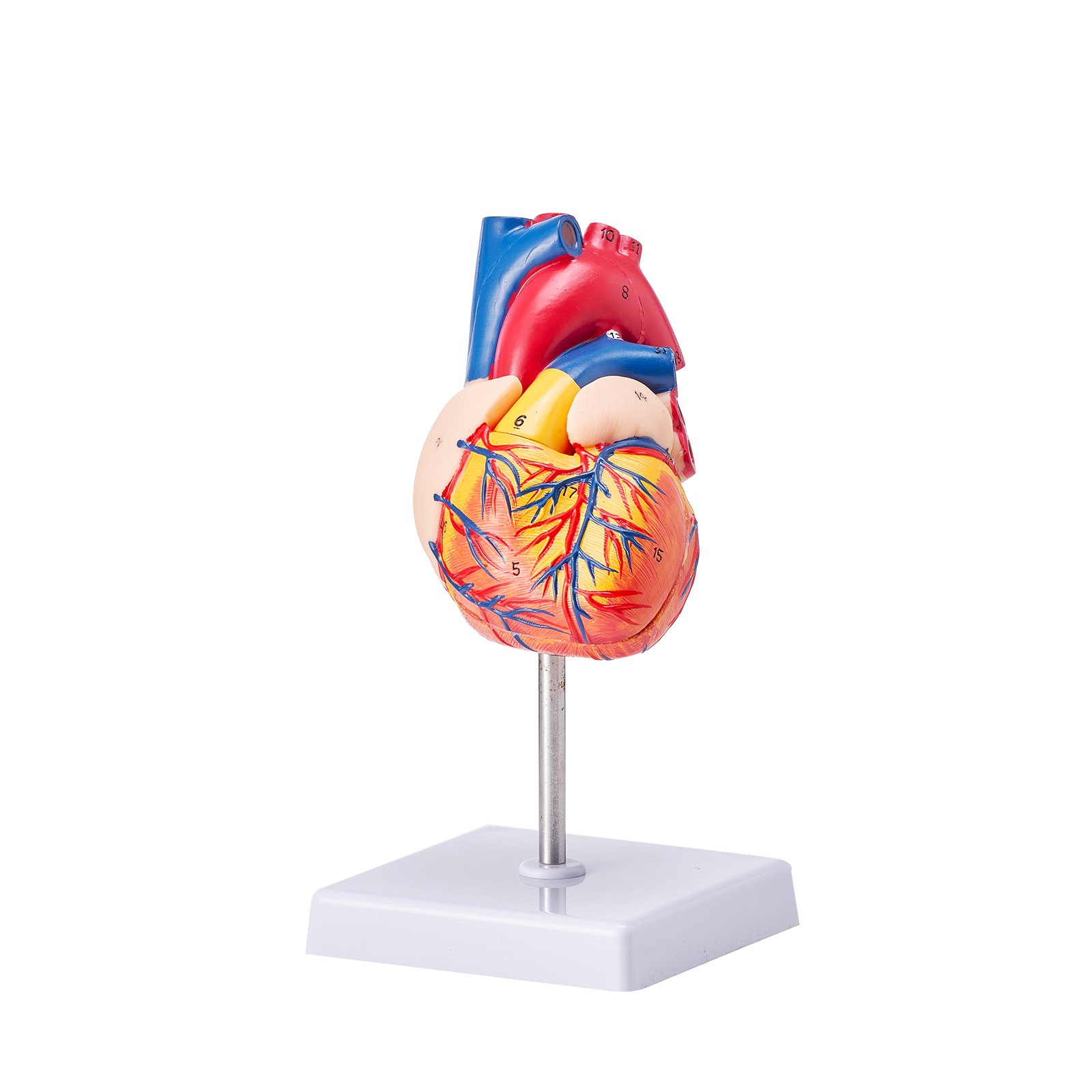 VEVOR human heart model on stand with detailed anatomical features in vibrant colors.