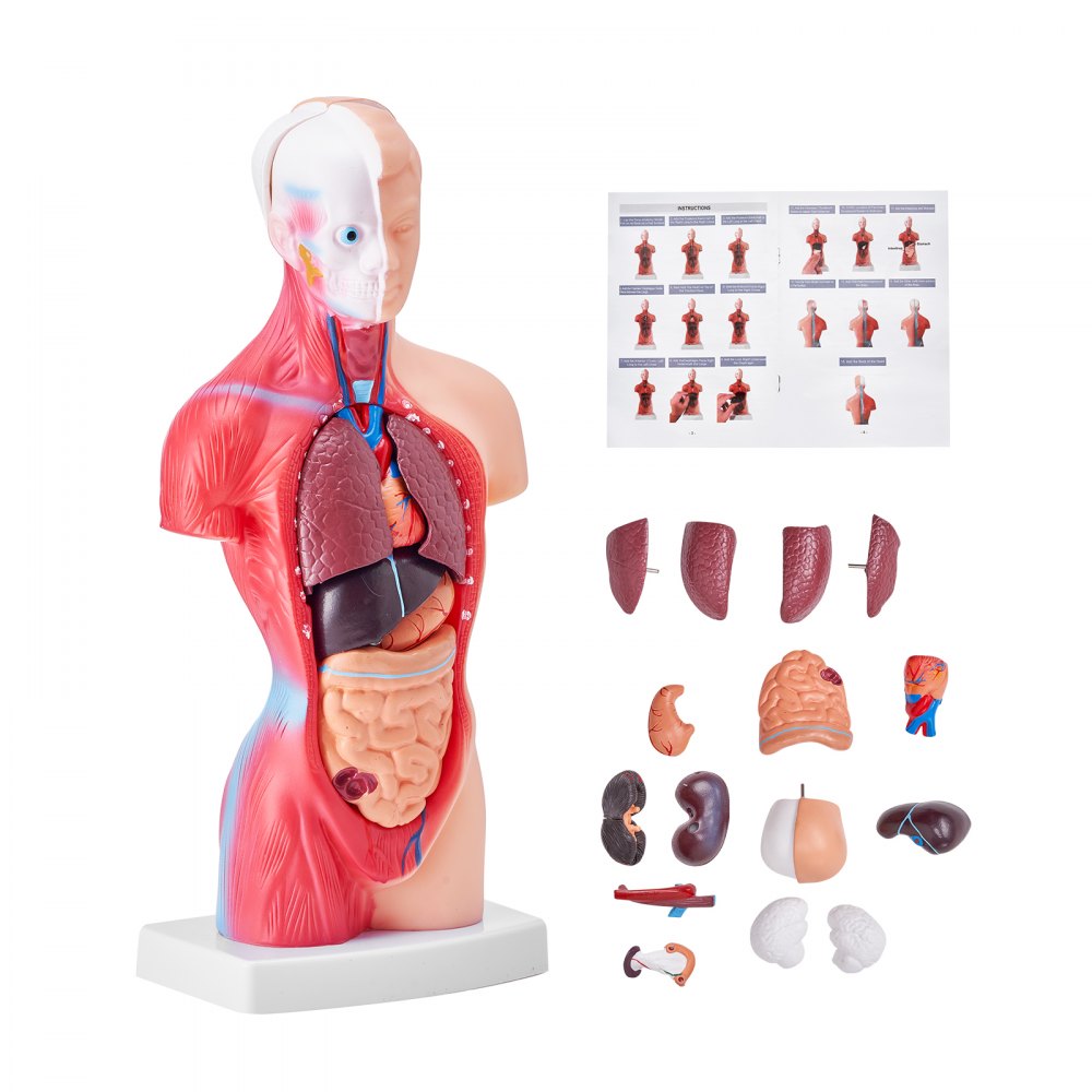 VEVOR Modelo de cuerpo humano, 15 partes de 11 pulgadas, modelo de anatomía del torso humano, modelo de esqueleto anatómico con órganos extraíbles, herramienta de enseñanza educativa para estudiantes, aprendizaje de ciencias, educación escolar