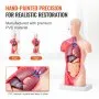 VEVOR Human Body Model, 15 Parts 11 inch, Human Torso Anatomy Model Anatomical Skeleton Model with Removable Organs, Educational Teaching Tool for Students Science Learning School Education Display