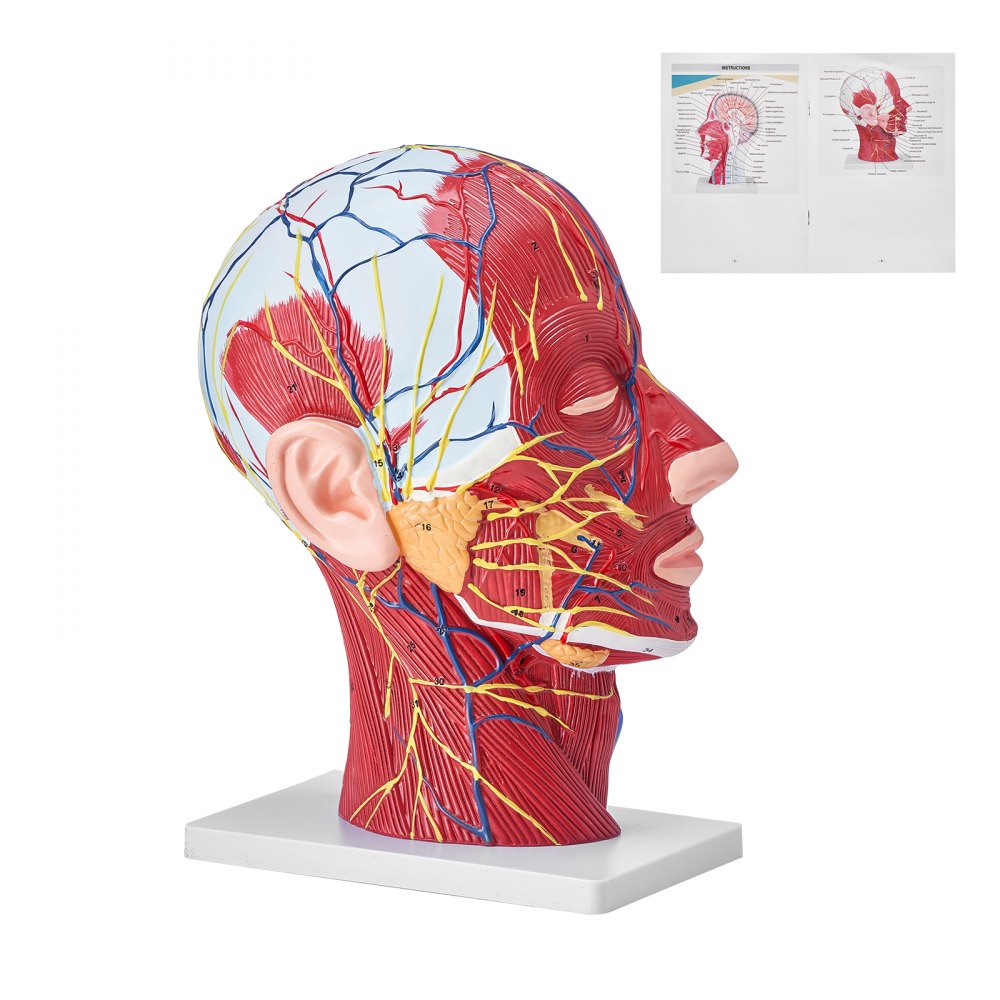VEVOR emberi félfej felületes neurovaszkuláris modell izomzattal, 1:1 életnagyságú anatómiai fej nyak modell koponya és agy professzionális tanítási tanuláshoz, gyerekek tanulási oktatási bemutató
