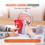 VEVOR Human Half Head Superficial Neurovascular Model with Musculature, 1:1 Life Size Anatomical Head Neck Model Skull and Brain for Professional Teaching Learning, Kids Learning Education Display