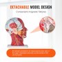 VEVOR Model neurovascular superficial cu jumătate de cap uman cu musculatură, model anatomic al gâtului capului în mărime naturală 1:1, craniu și creier pentru predare profesională, învățare, afișaj educațional pentru învățare pentru copii