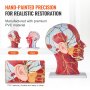 VEVOR menneskelig halvt hode overfladisk nevrovaskulær modell med muskulatur, anatomisk hodehalsmodell i naturlig størrelse 1:1 Skalle og hjerne for profesjonell undervisning, læring, visning for barn