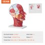 VEVOR Ytlig neurovaskulär modell för mänskligt halvhuvud med muskulatur, anatomisk modell med huvudhals i naturlig storlek 1:1 Skalle och hjärna för professionell undervisning, lärande, utbildningsskärm för barn