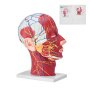 Modelo neurovascular superficial de meia cabeça humana VEVOR com musculatura, modelo anatômico de cabeça e pescoço em tamanho real 1:1, crânio e cérebro para aprendizagem de ensino profissional, exibição de educação para aprendizagem de crianças