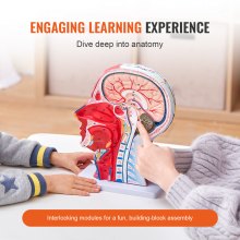 VEVOR menneskelig halvt hode overfladisk nevrovaskulær modell med muskulatur, anatomisk hodehalsmodell i naturlig størrelse 1:1 Skalle og hjerne for profesjonell undervisning, læring, visning for barn