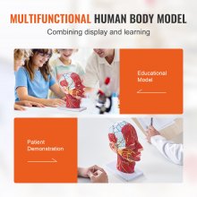 VEVOR Ytlig neurovaskulär modell för mänskligt halvhuvud med muskulatur, anatomisk modell med huvudhals i naturlig storlek 1:1 Skalle och hjärna för professionell undervisning, lärande, utbildningsskärm för barn