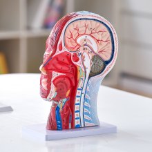 VEVOR Lidský povrchní neurovaskulární model poloviční hlavy se svalstvem, anatomický model hlavy a krku 1:1 v životní velikosti, lebka a mozek pro profesionální výuku, displej pro výuku dětí