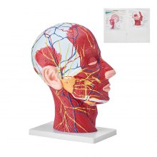 VEVOR Lidský povrchní neurovaskulární model poloviční hlavy se svalstvem, anatomický model hlavy a krku 1:1 v životní velikosti, lebka a mozek pro profesionální výuku, displej pro výuku dětí