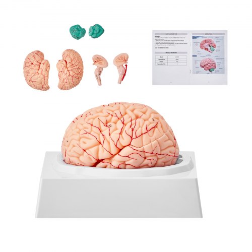 VEVOR Human Brain Model Anatomy, 1:1 Life-Size 9-Part Human Brain Anatomical Model with Labels & Display Base, Detachable Brain Model for Science Research Teaching Learning Classroom Study Display