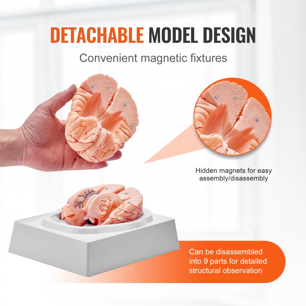 VEVOR human brain model with detachable design, magnetic fixtures, and detailed structural parts.
