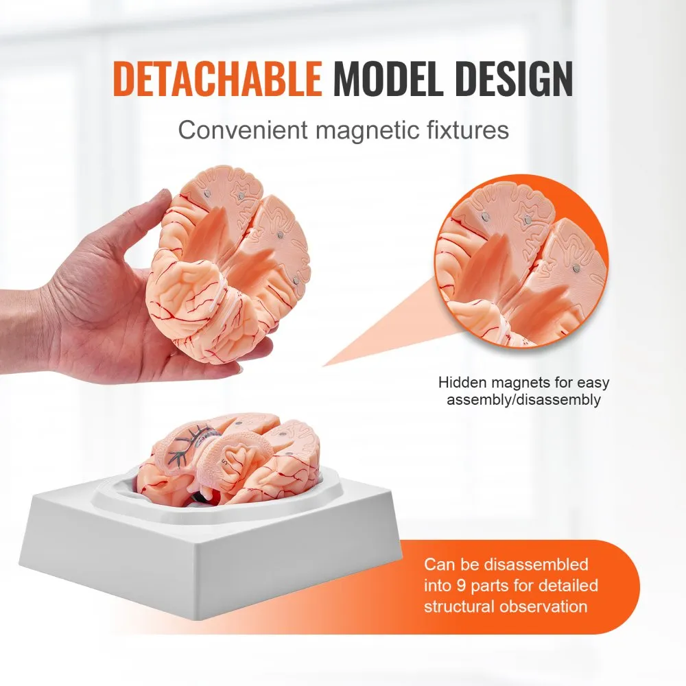 VEVOR Human Brain Model Anatomy, 1:1 Life-Size 9-Part Human Brain Anatomical Model with Labels & Display Base, Detachable Brain Model for Science Research Teaching Learning Classroom Study Display