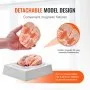 VEVOR Human Brain Model Anatomy, 1:1 Life-Size 9-Part Human Brain Anatomical Model with Labels & Display Base, Detachable Brain Model for Science Research Teaching Learning Classroom Study Display