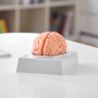 VEVOR human brain model on gray base displayed on a white table in a study room background.