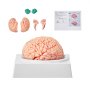 VEVOR Anatomía del modelo de cerebro humano, modelo anatómico de cerebro humano de 9 partes de tamaño real 1:1 con etiquetas y base de visualización, modelo de cerebro desmontable para investigación científica, enseñanza, aprendizaje, exhibición de estudio en el aula