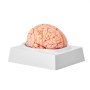 VEVOR human brain model on a white base showing detailed anatomy with veins and grooves.