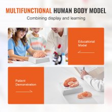 VEVOR Human Brain Model Anatomy, 1:1 Life-Size 9-Part Human Brain Anatomical Model with Labels & Display Base, Detachable Brain Model for Science Research Teaching Learning Classroom Study Display