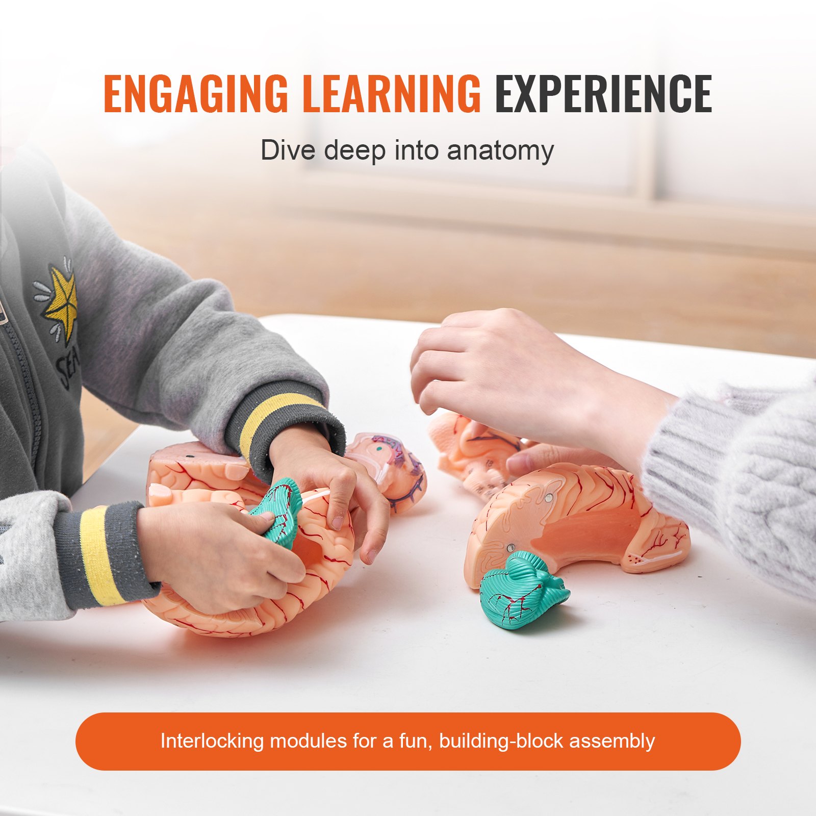 kids engaging with VEVOR human brain model, building anatomical modules on a table for learning.