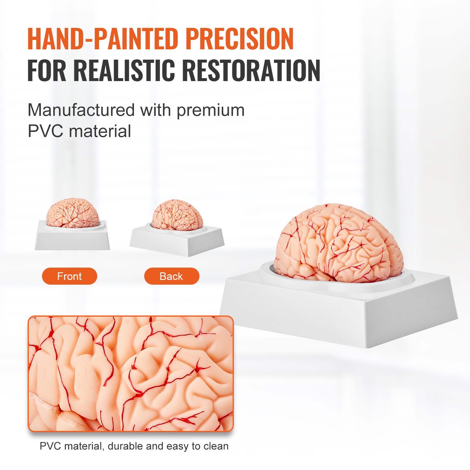 hand-painted VEVOR human brain model in pvc material, front and back views showcasing realistic details.