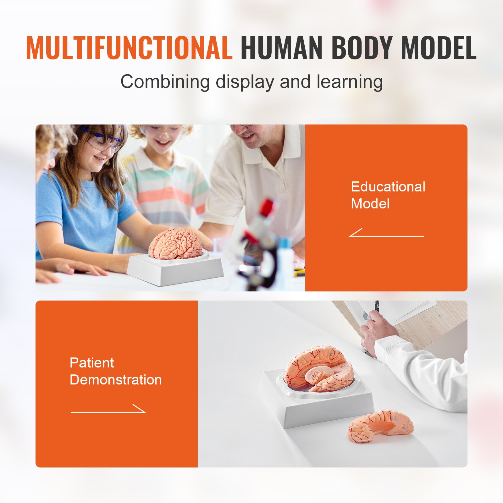 VEVOR human brain model for educational use and patient demonstrations, combining display and learning.