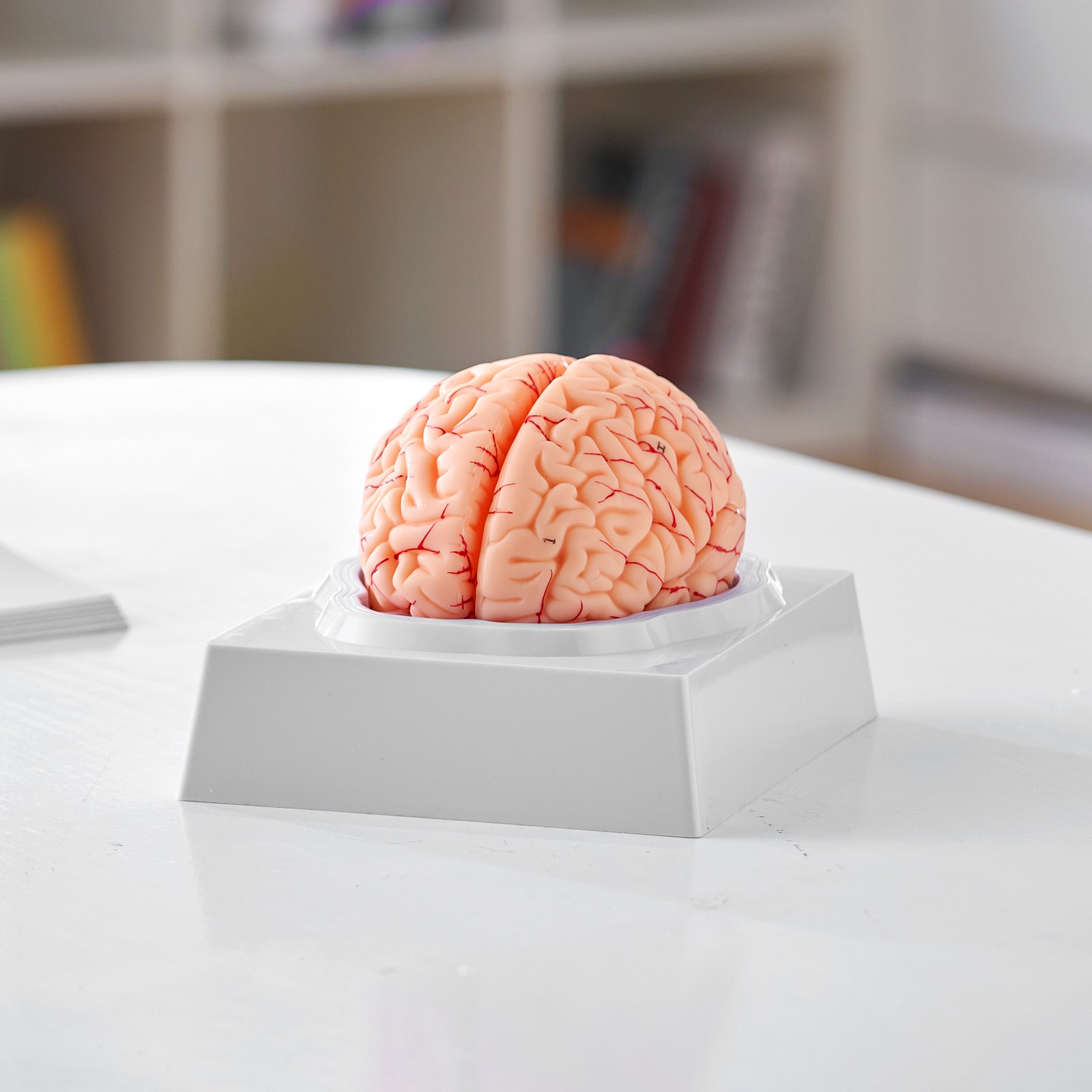 VEVOR human brain model on gray base displayed on a white table in a study room background.