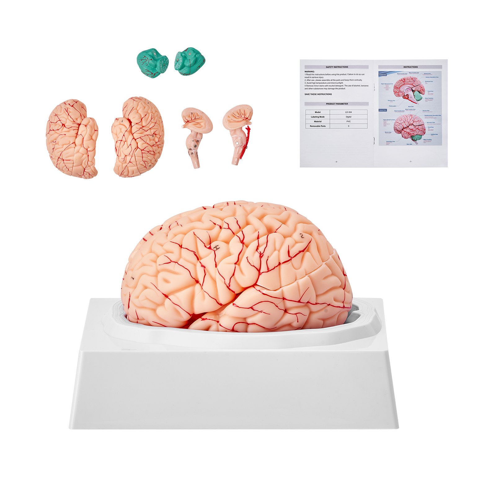 VEVOR human brain model with dissected parts and detailed manual on a white stand.