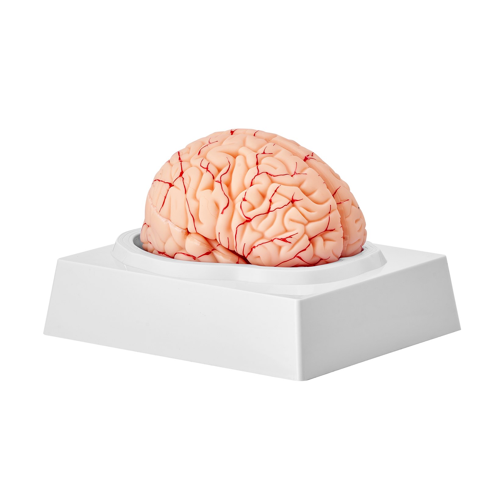 VEVOR human brain model with detailed anatomy on a white display base.