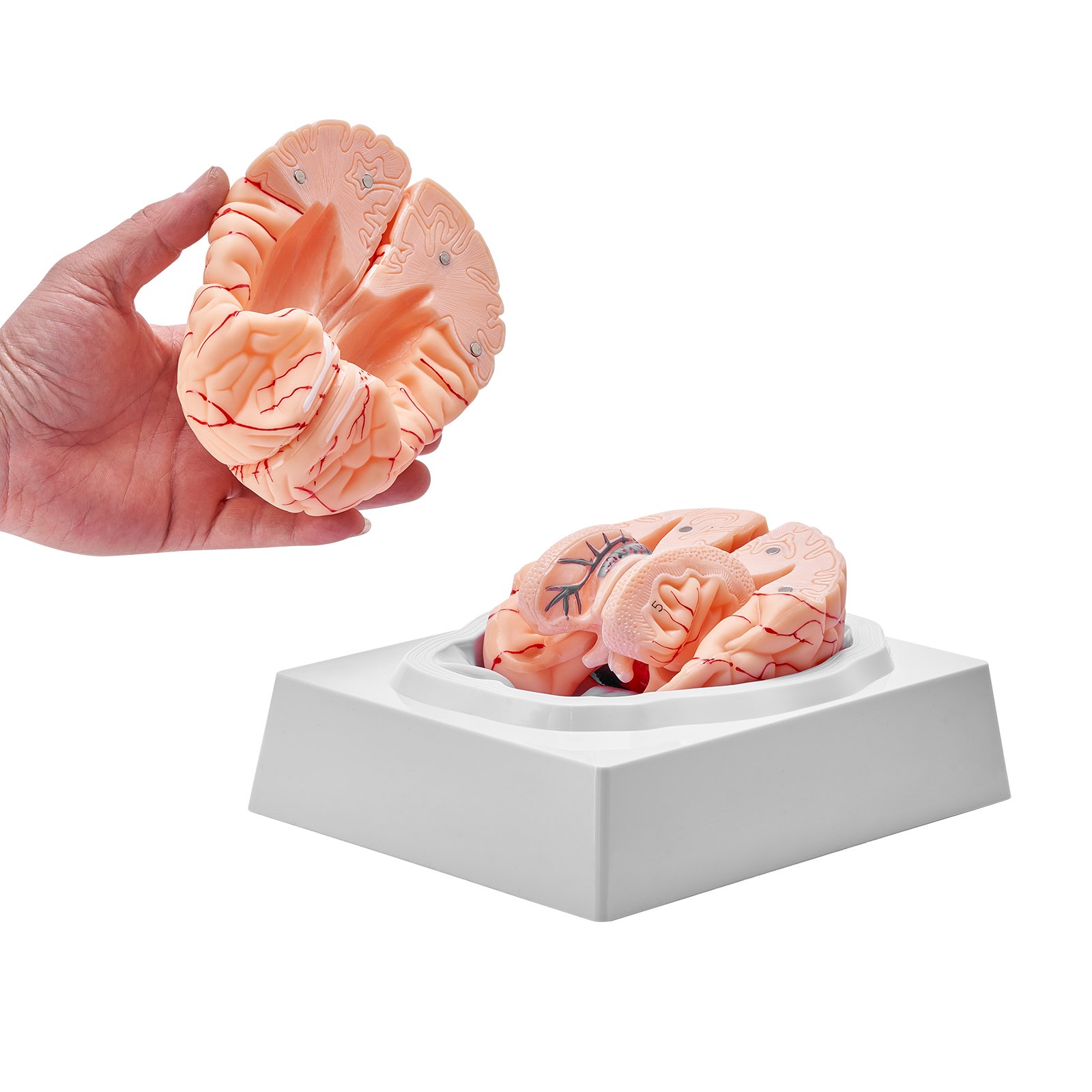 detailed view of VEVOR human brain model on white stand with a hand holding brain section.