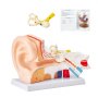VEVOR Modelo de anatomía del oído humano, 3 partes, modelo de oído humano 5 veces ampliado que muestra el oído externo, medio e interno con base, modelo profesional de oído anatómico de PVC para educación, fisiología, estudio, enseñanza