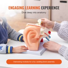 VEVOR anatomimodell för mänskligt öra, 3 delar 5 gånger förstorad modell för mänskligt öra som visar yttre, mellan-, inre örat med bas, professionell PVC-anatomisk öronmodell för utbildning Fysiologistudier Undervisning