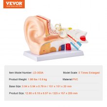 VEVOR menneskelig øre anatomi modell, 3 deler 5 ganger forstørret menneskelig øre modell viser ytre, mellom, indre øre med base, profesjonell PVC anatomisk øre modell for utdanning Fysiologi Undervisning